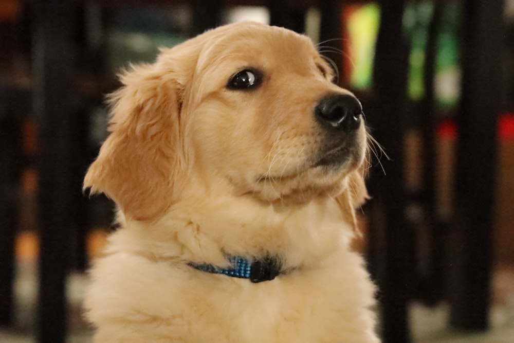 Golden retriever puppy with blue collar photo – Free Mammal Image on  Unsplash