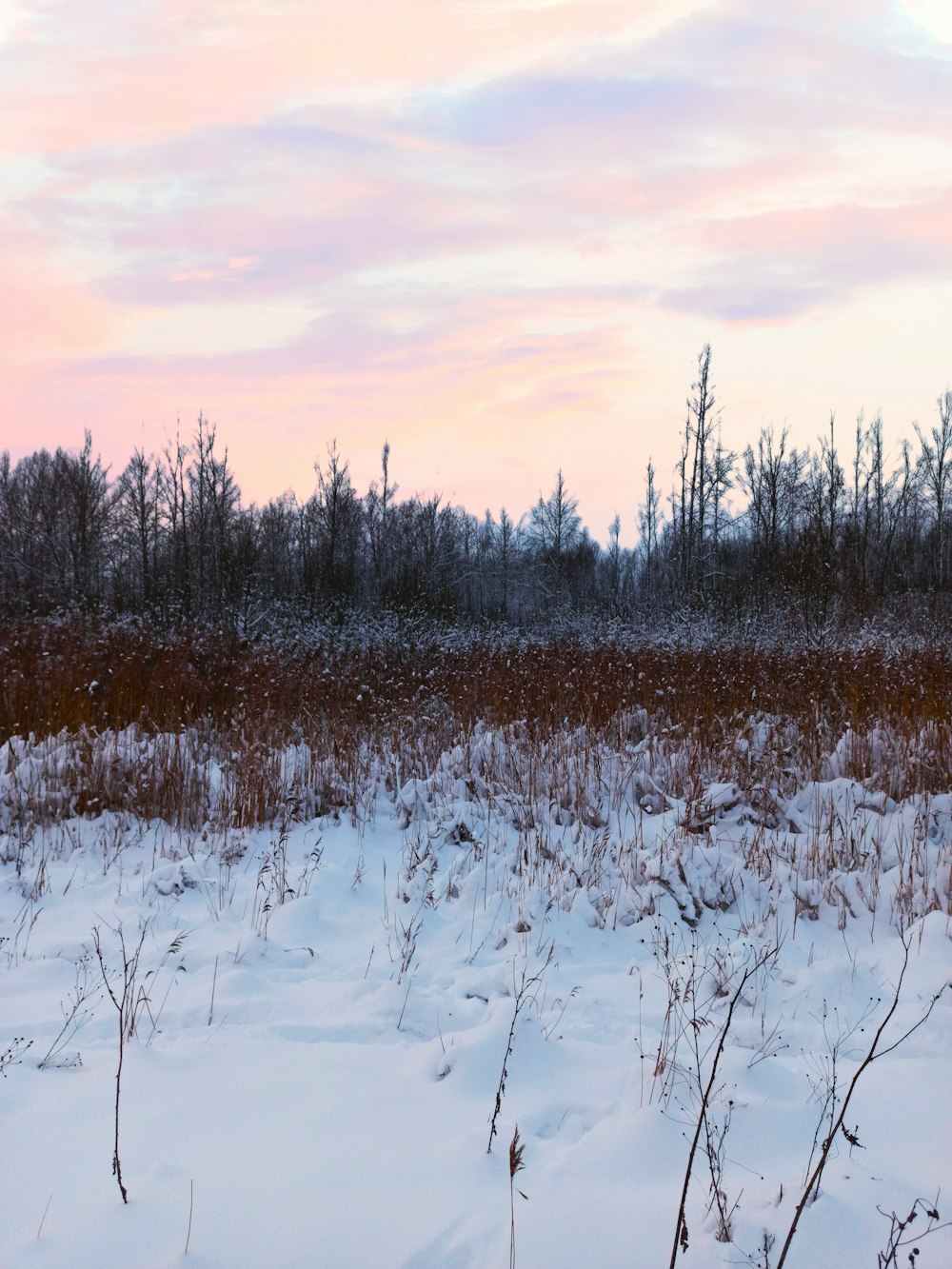 brown grass field during sunset