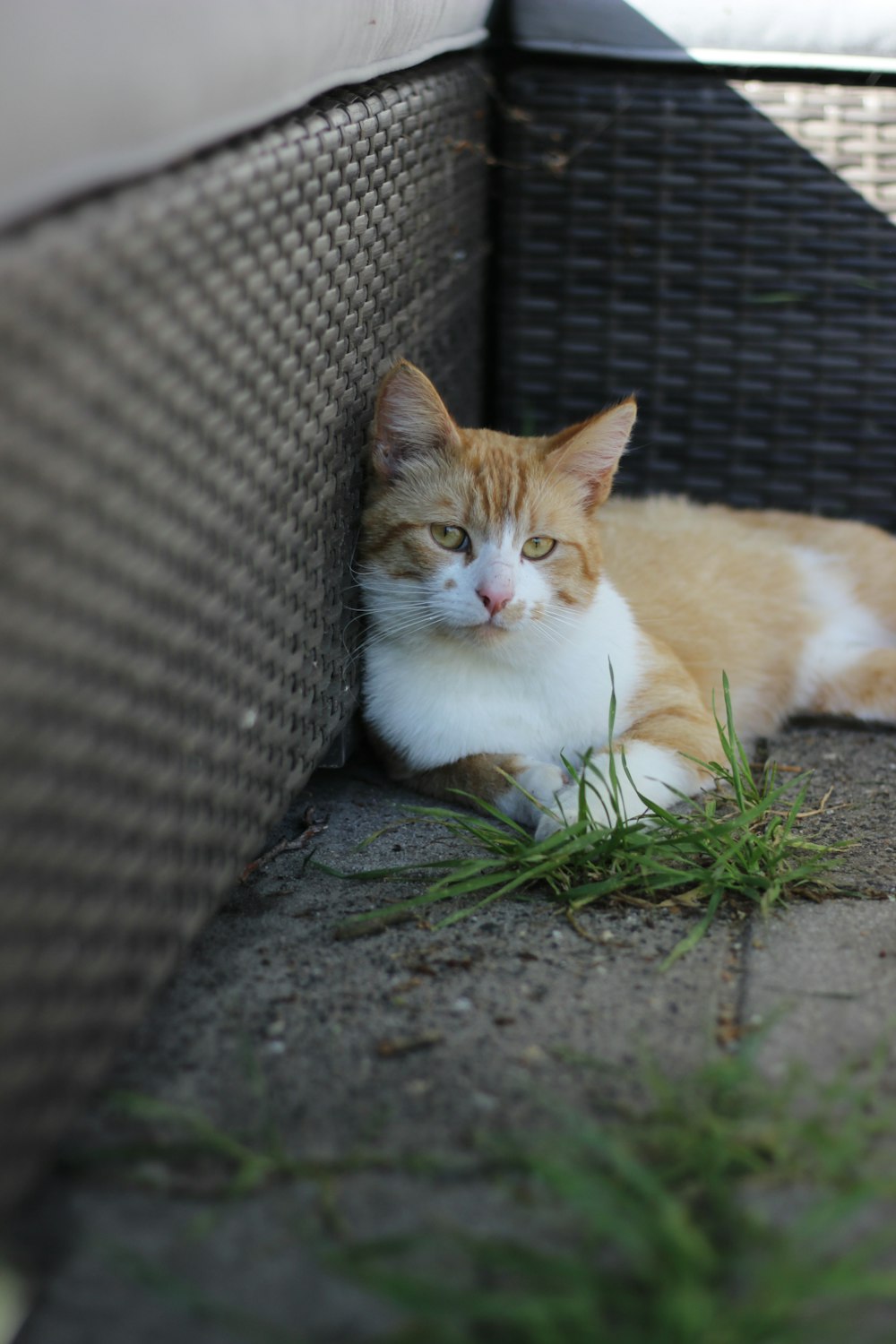 orange and white cat lying on ground