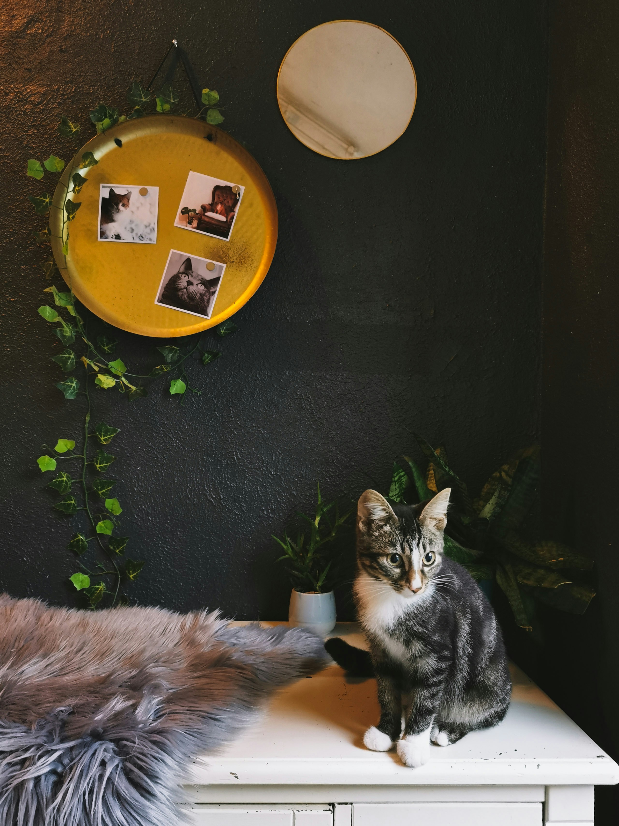 wedding pets wallpaper, wallpaper, Pet-Friendly Weddings: Including Your Furry Friends 6