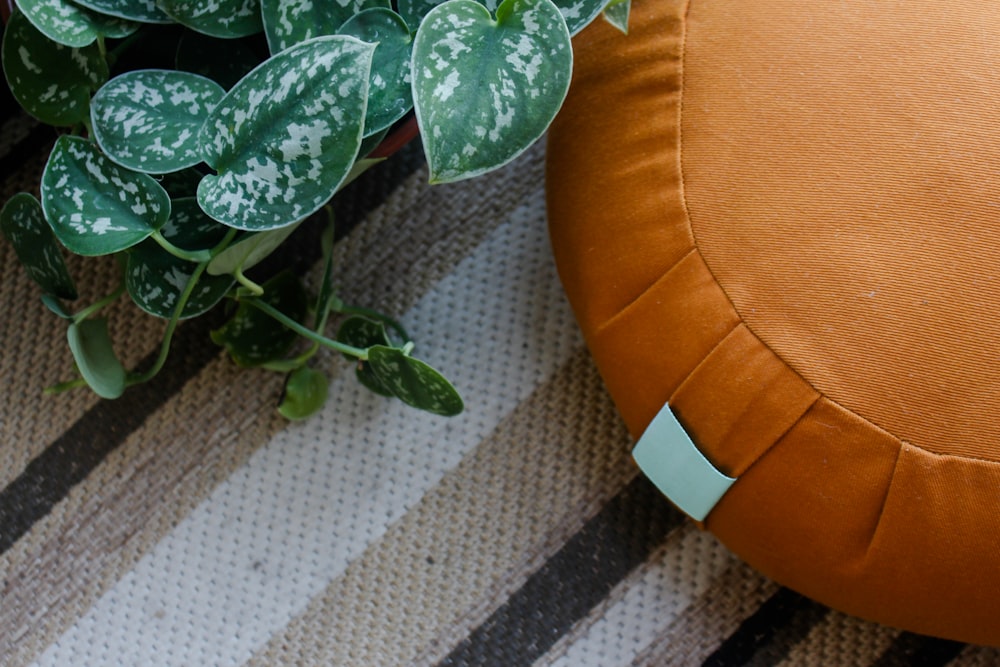 green plant on brown pot