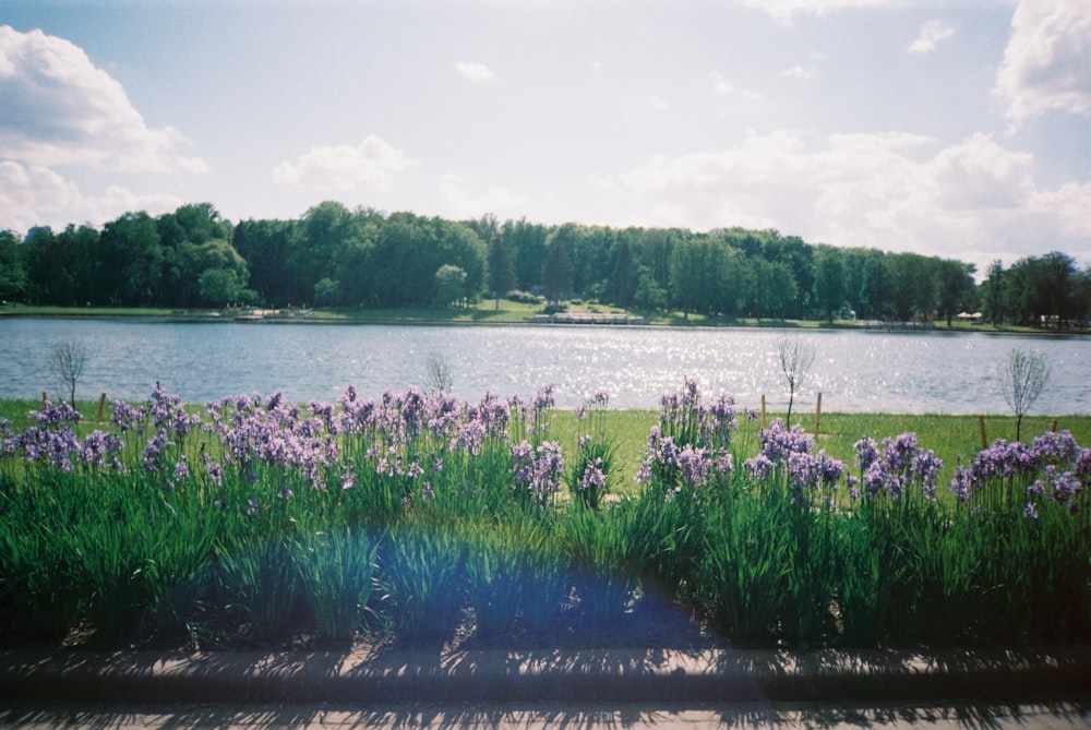 green grass on lake shore during daytime