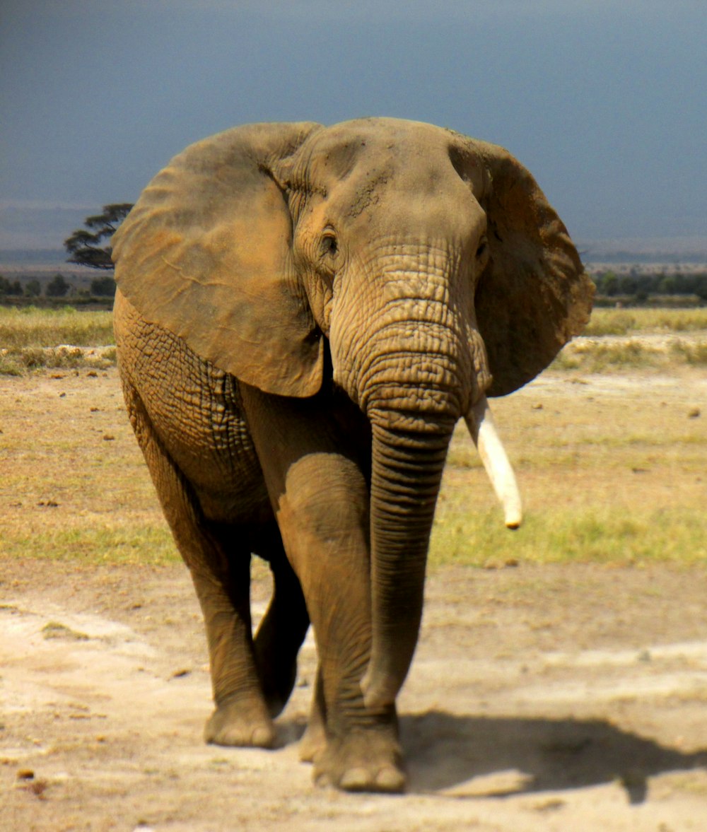 brown elephant walking on brown sand during daytime