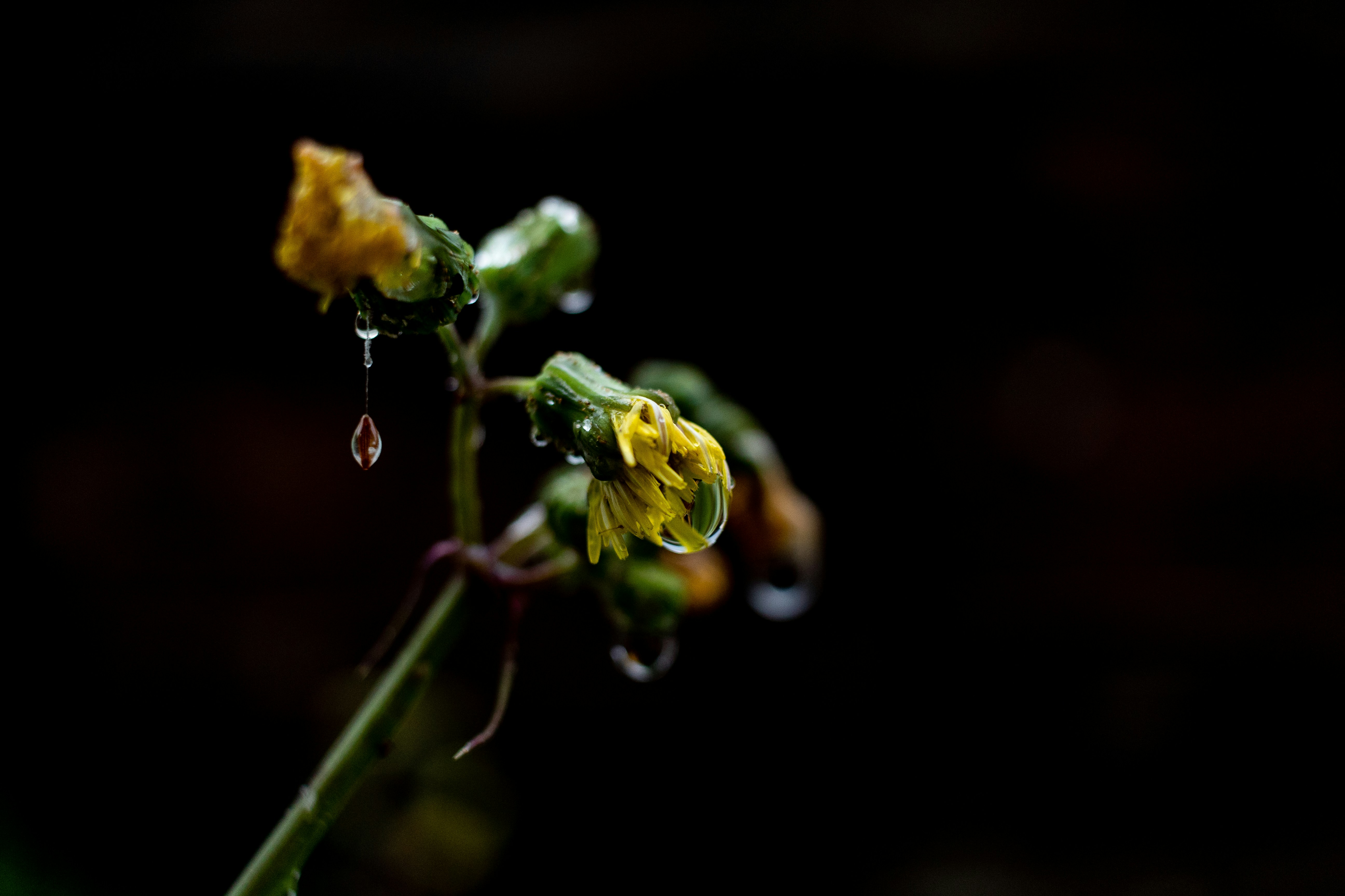 yellow flower bud in tilt shift lens