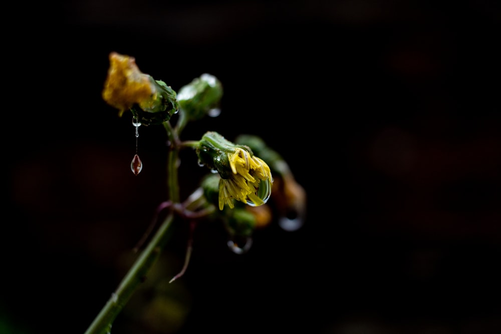 yellow flower bud in tilt shift lens