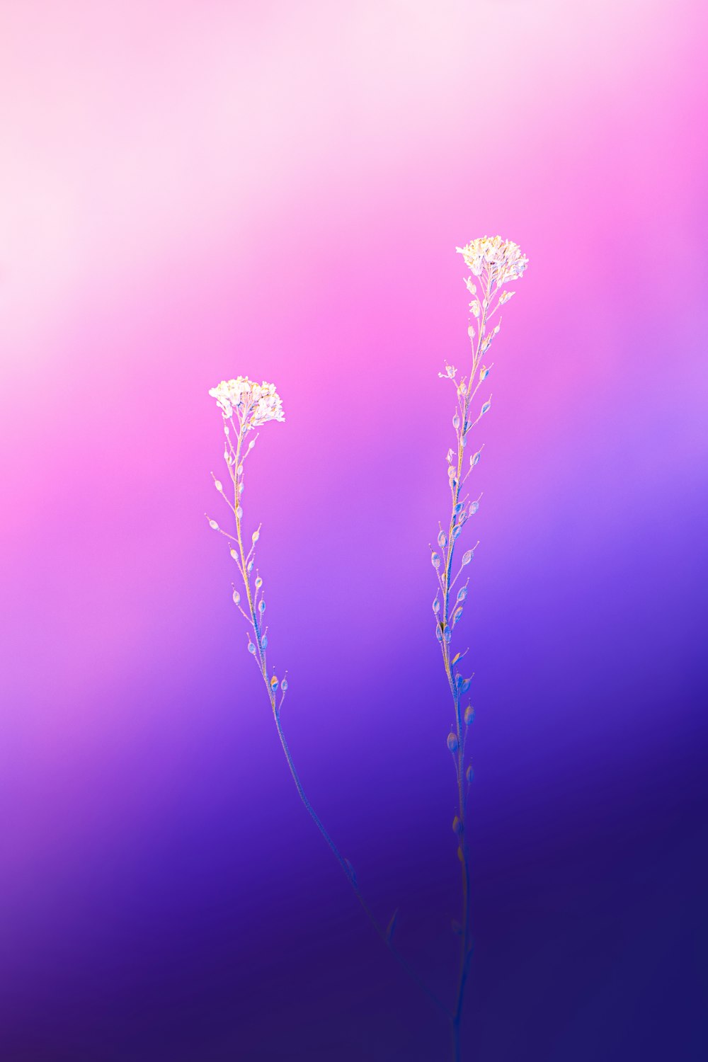 purple flower in close up photography