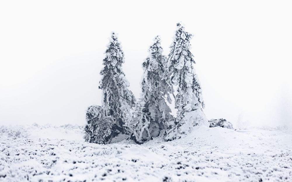 snow covered pine trees during daytime