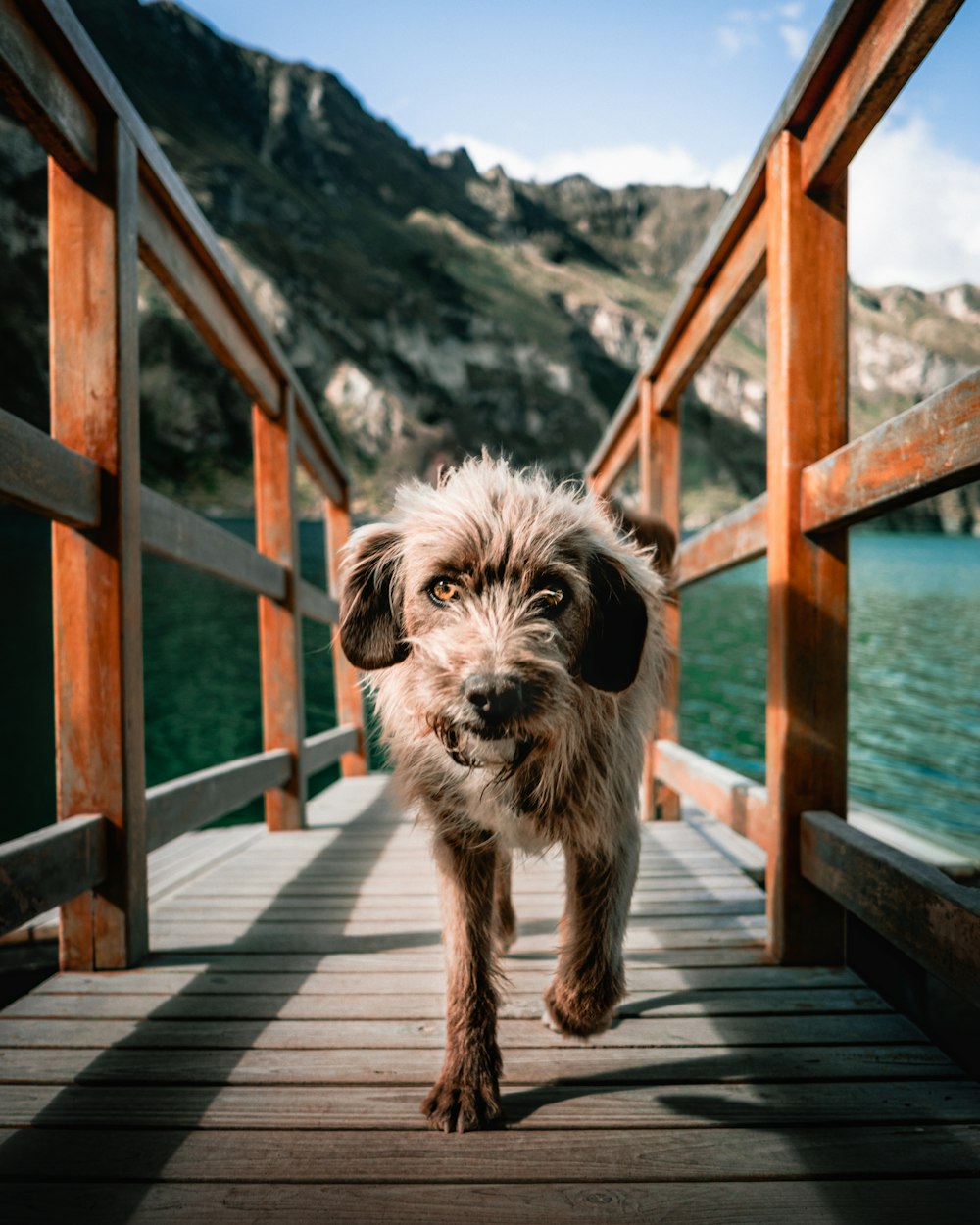 white and brown long coated dog on brown wooden dock during daytime