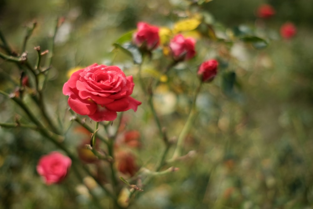 pink rose in bloom during daytime