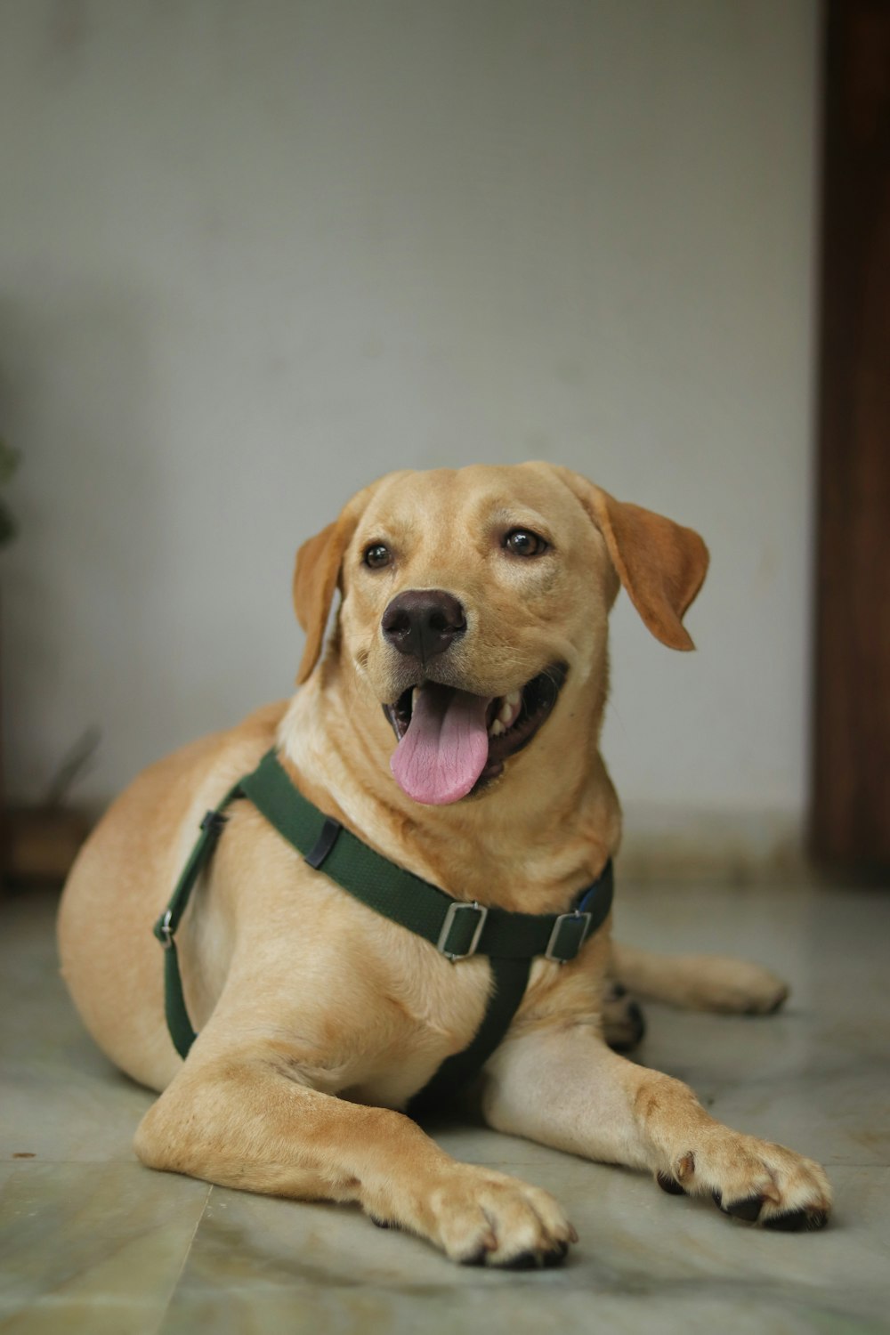 brown short coated dog lying on floor