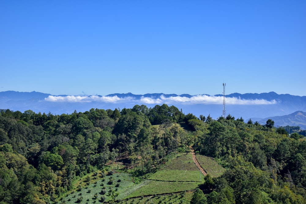 green trees and grass field under blue sky during daytime