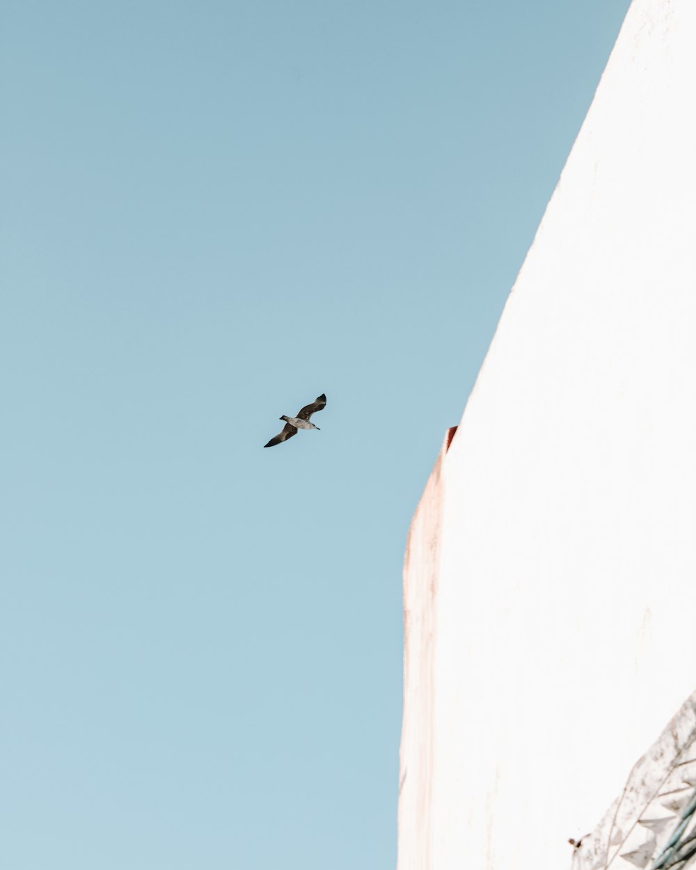 birds flying over the mountain during daytime