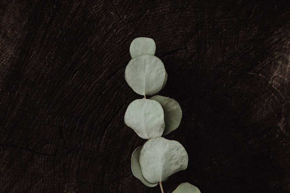 white flower petals on black wooden table