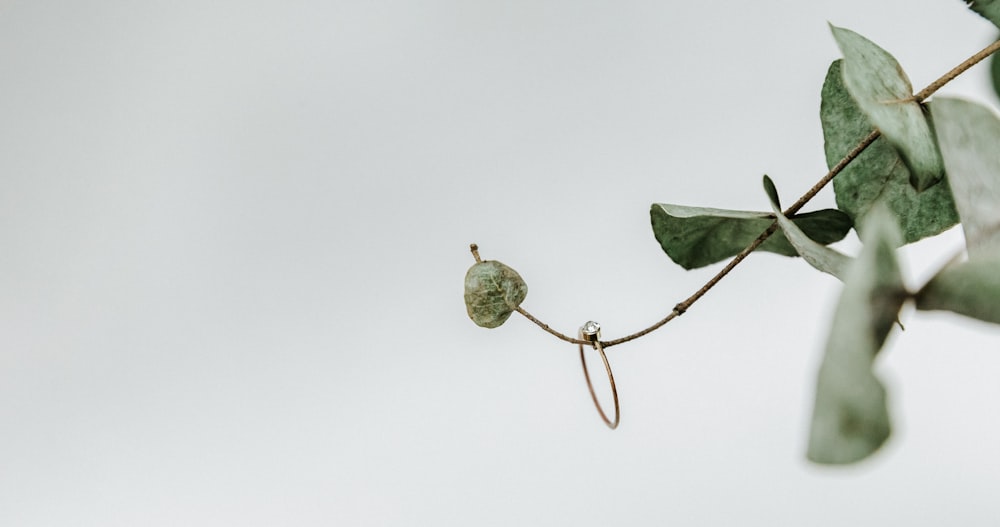 green leaf on white background