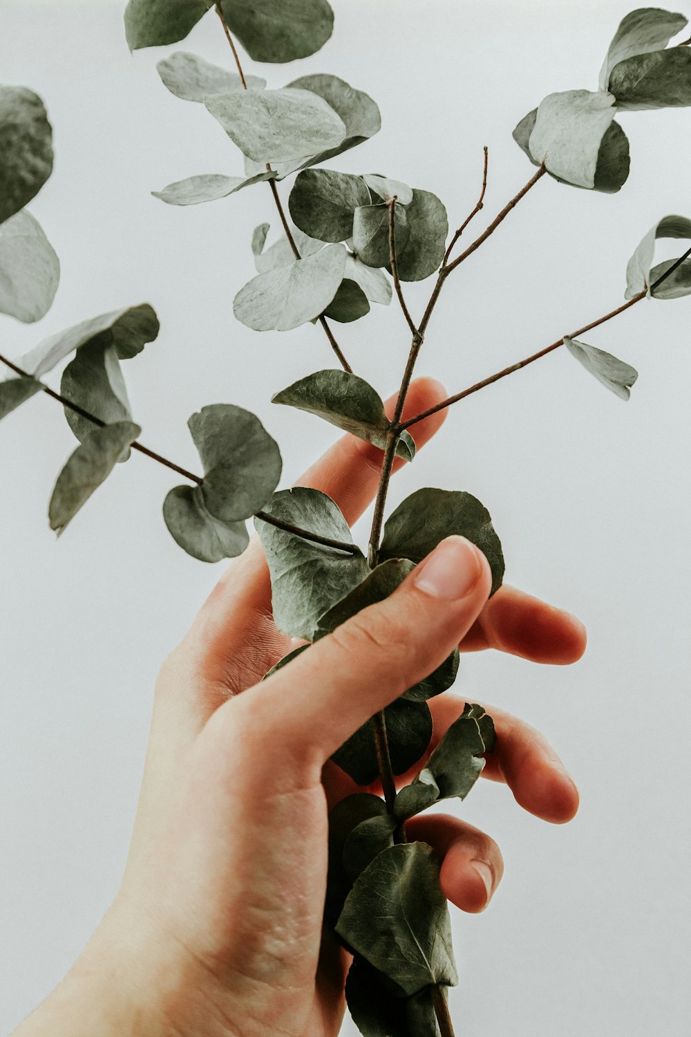 Persona sosteniendo una planta de hoja verde