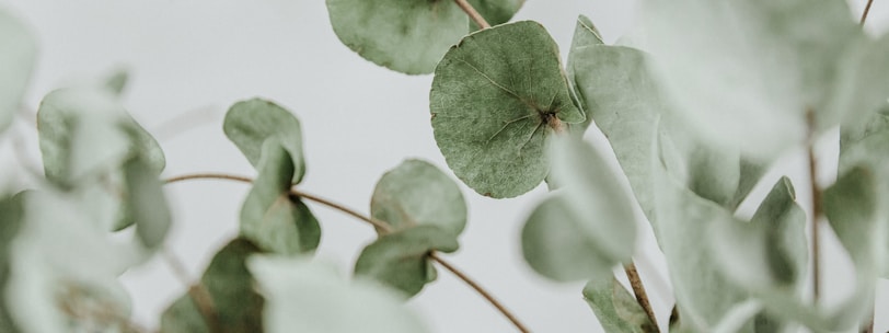 green plant in close up photography