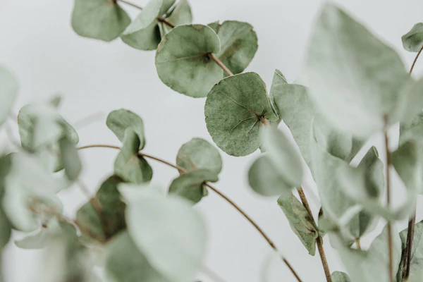 Eucalyptus leaves