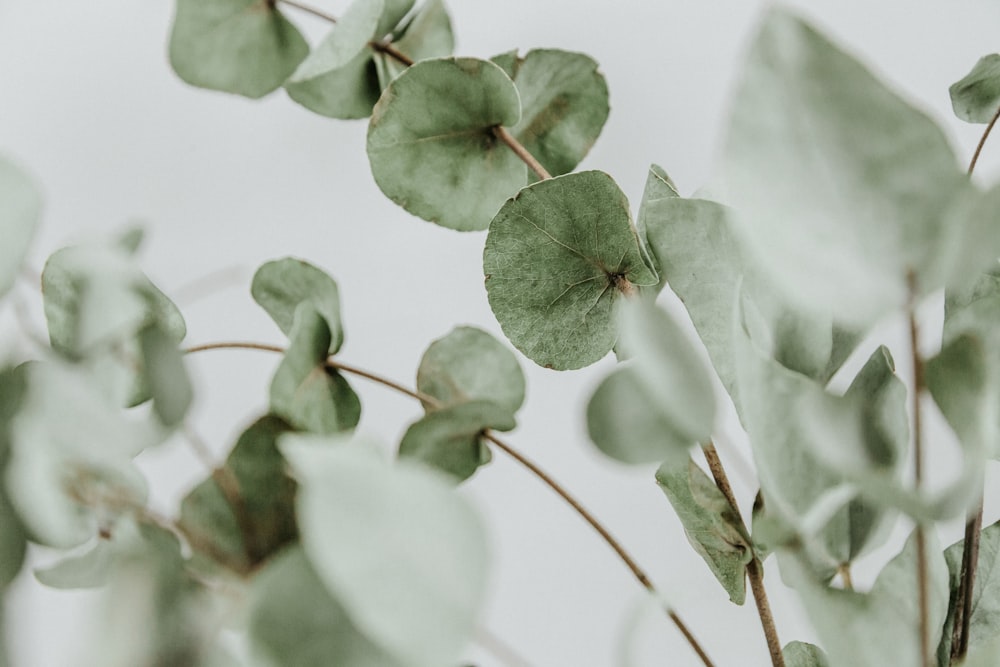 green plant in close up photography