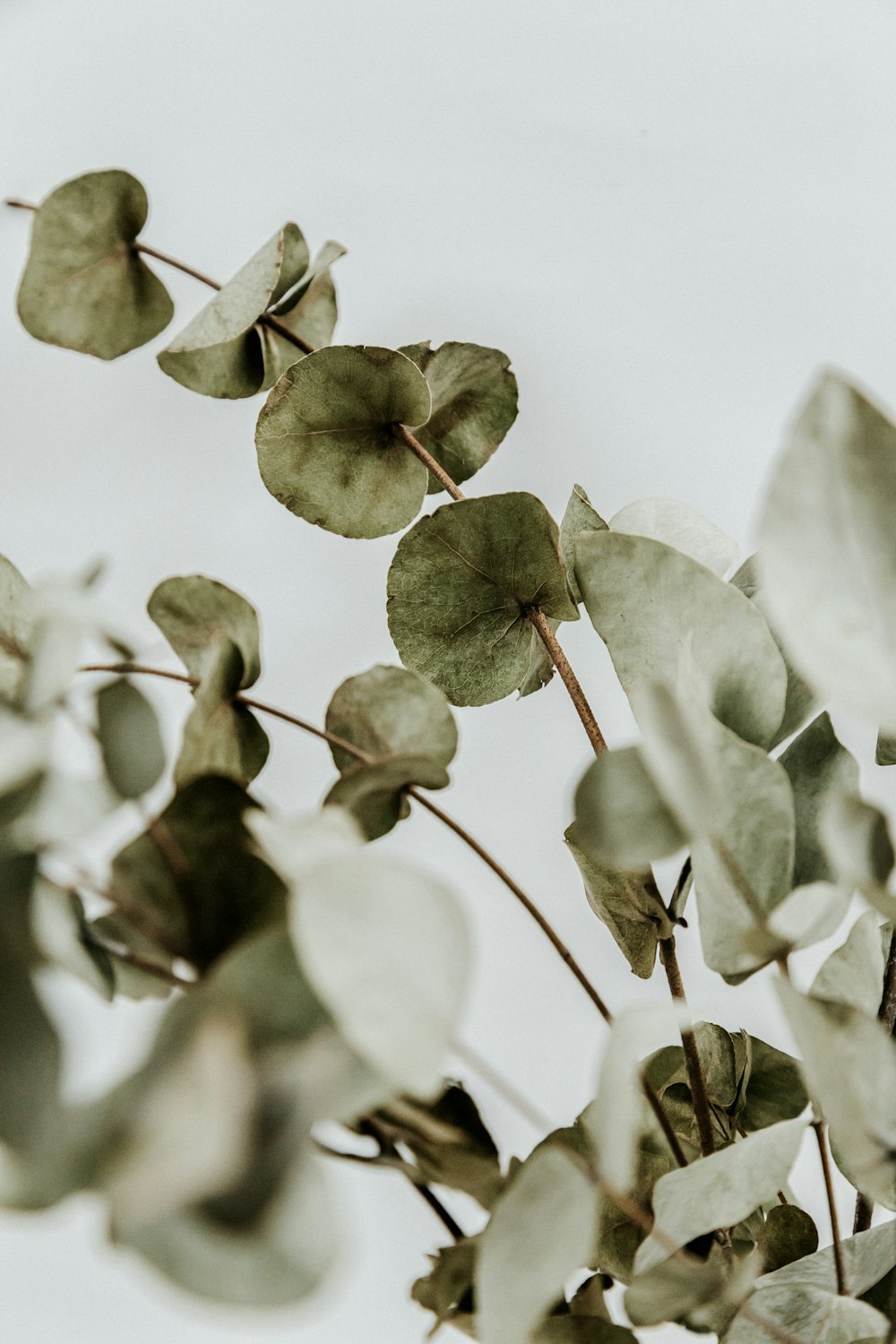 white and green leaves during daytime