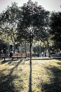A serene park bench under a tree, symbolizing open dialogue.