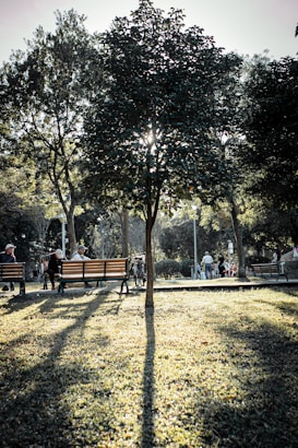 A tranquil park setting with several wooden benches positioned along a shaded pathway. An overarching tree casts a long shadow on the grass, bisected by bright sunlight filtering through its leaves. People sit on the benches, engaging in quiet relaxation and conversation. The background features more trees and a lamppost alongside people walking or standing around, adding to the peaceful ambiance.