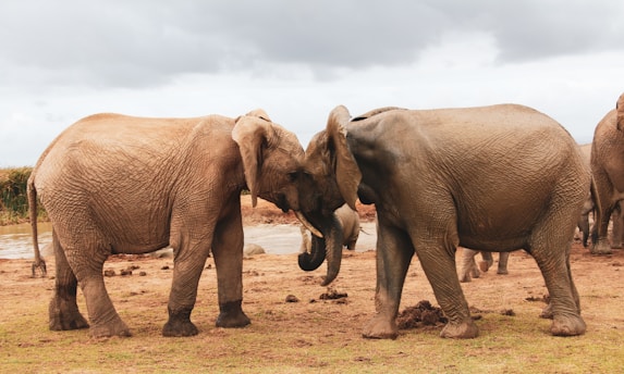 Two elephants stand face to face with their trunks intertwined, displaying a gentle interaction. The scene takes place in a natural setting with a cloudy sky, patches of green grass, and a body of water in the background.