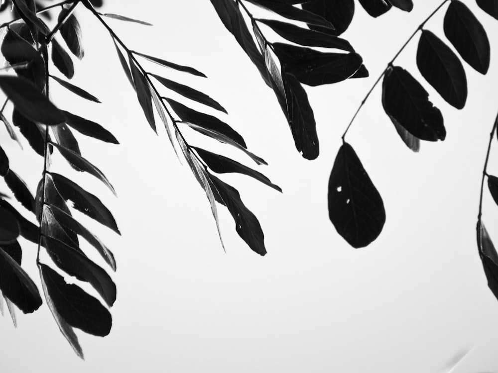 illustration de feuilles noires et blanches