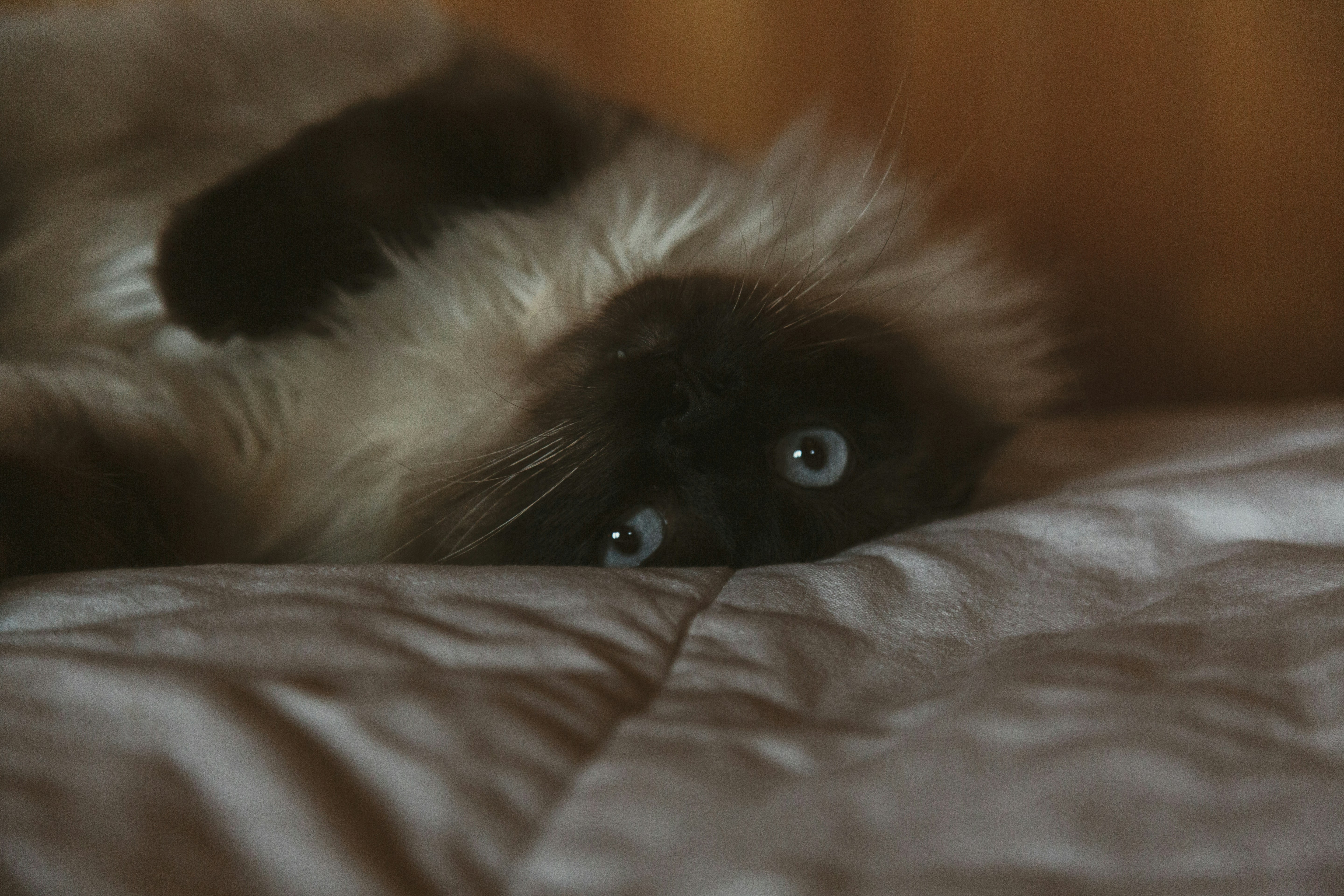 Photo by i_am_simoesse