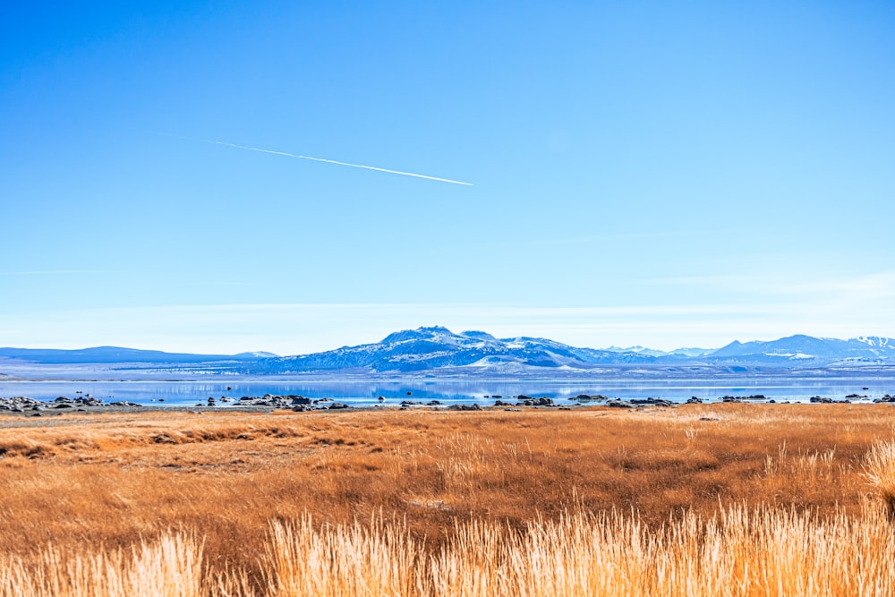 brown grass field under blue sky during daytime