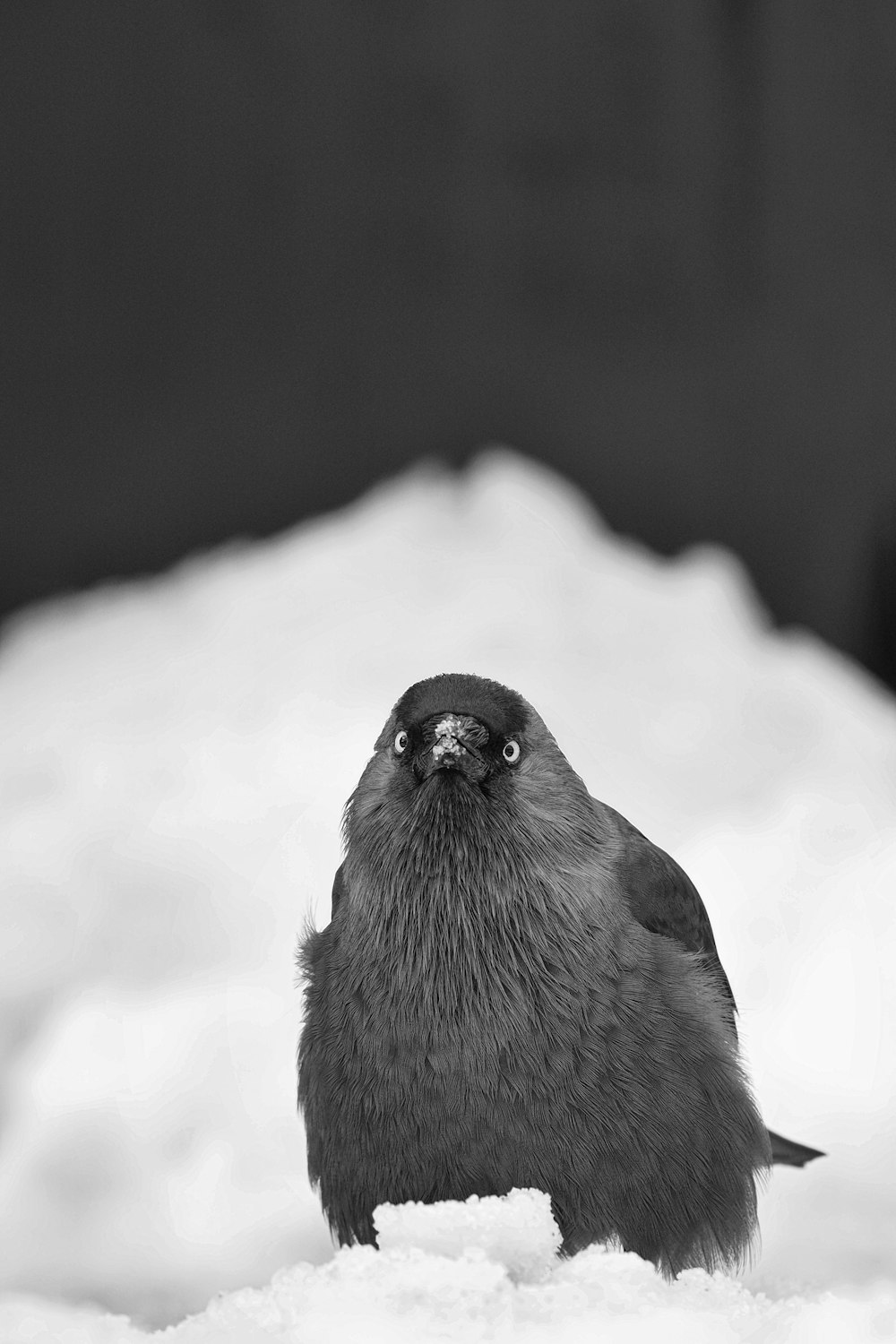 black and gray bird on snow covered ground