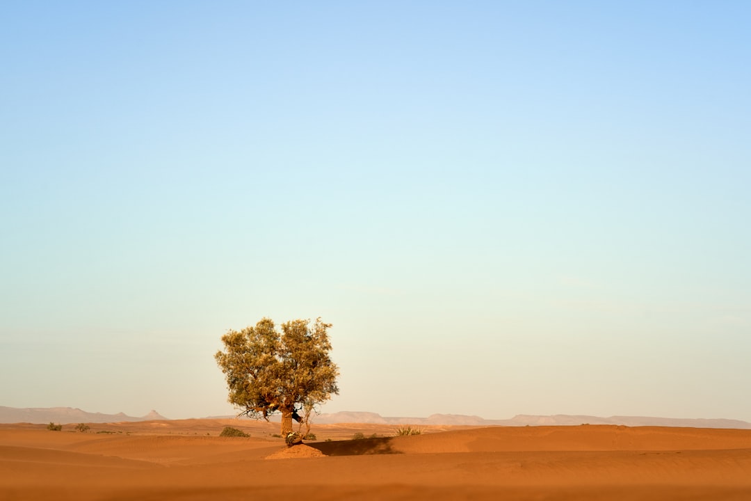 green tree in the middle of desert during daytime