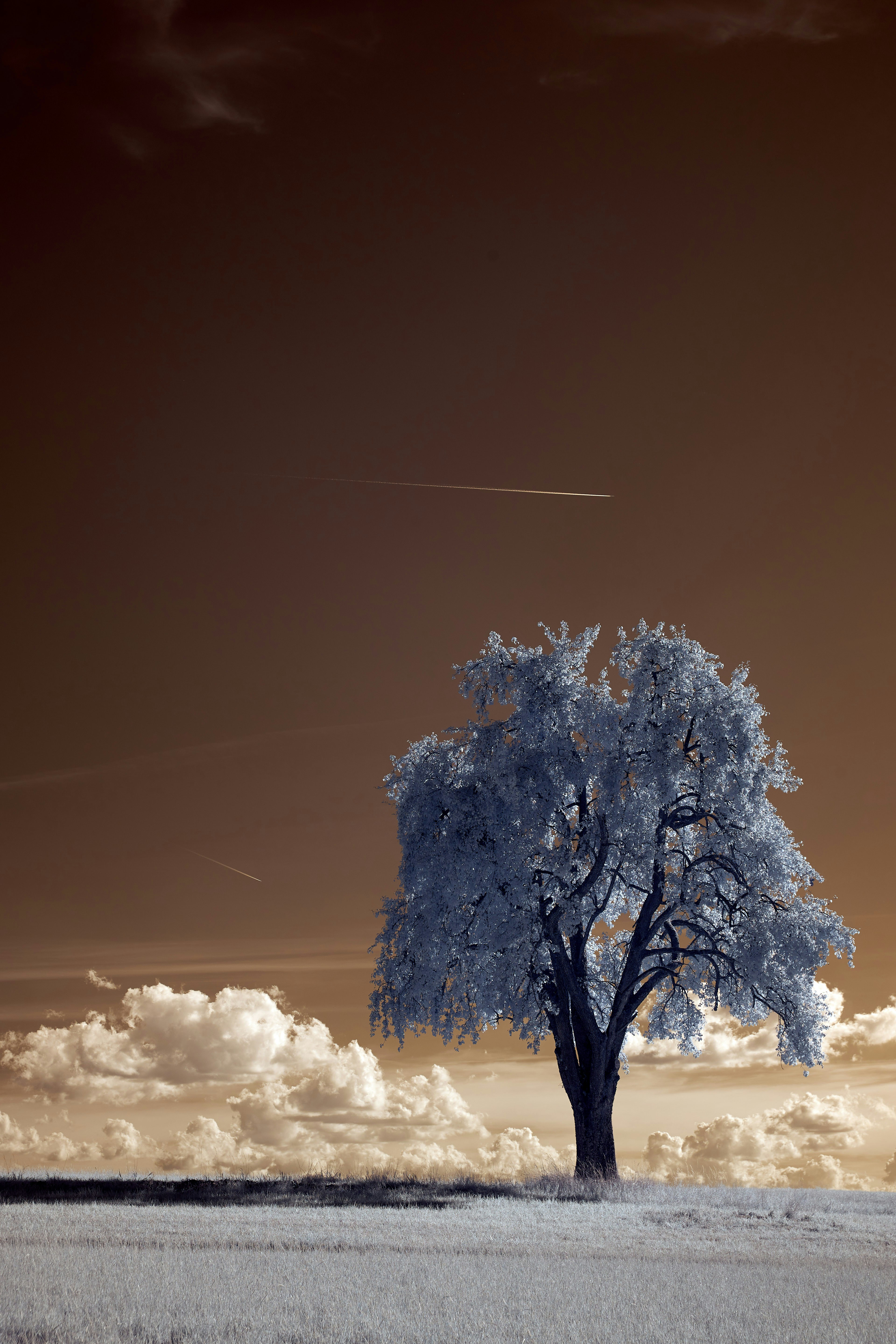 white tree under white sky