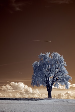 rule of thirds in composition,how to photograph white tree under white sky