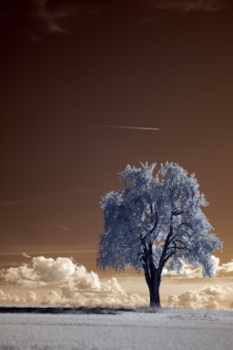 rule of thirds for photo composition,how to photograph white tree under white sky