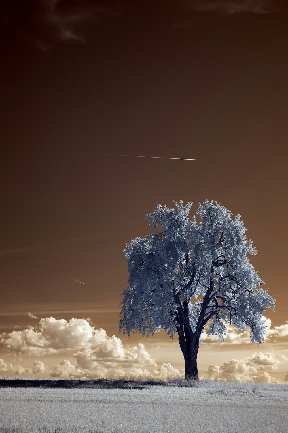 white tree under white sky