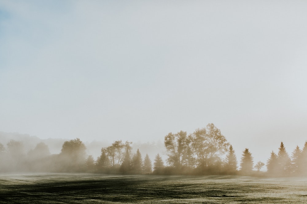 campo de grama verde com neblina durante o dia