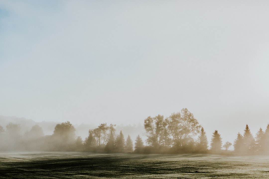 green grass field with fog during daytime