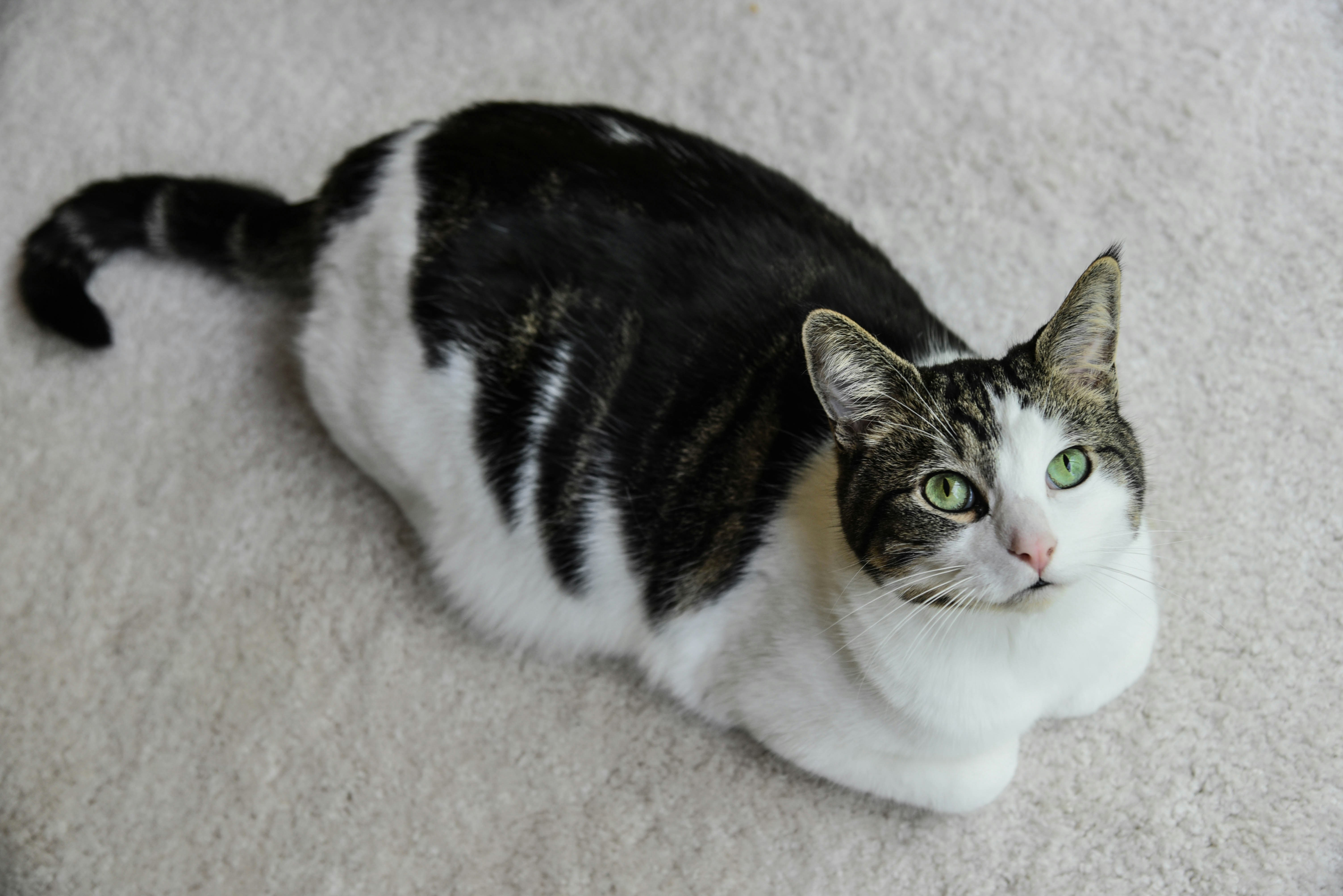 gato branco e preto deitado no tecido branco