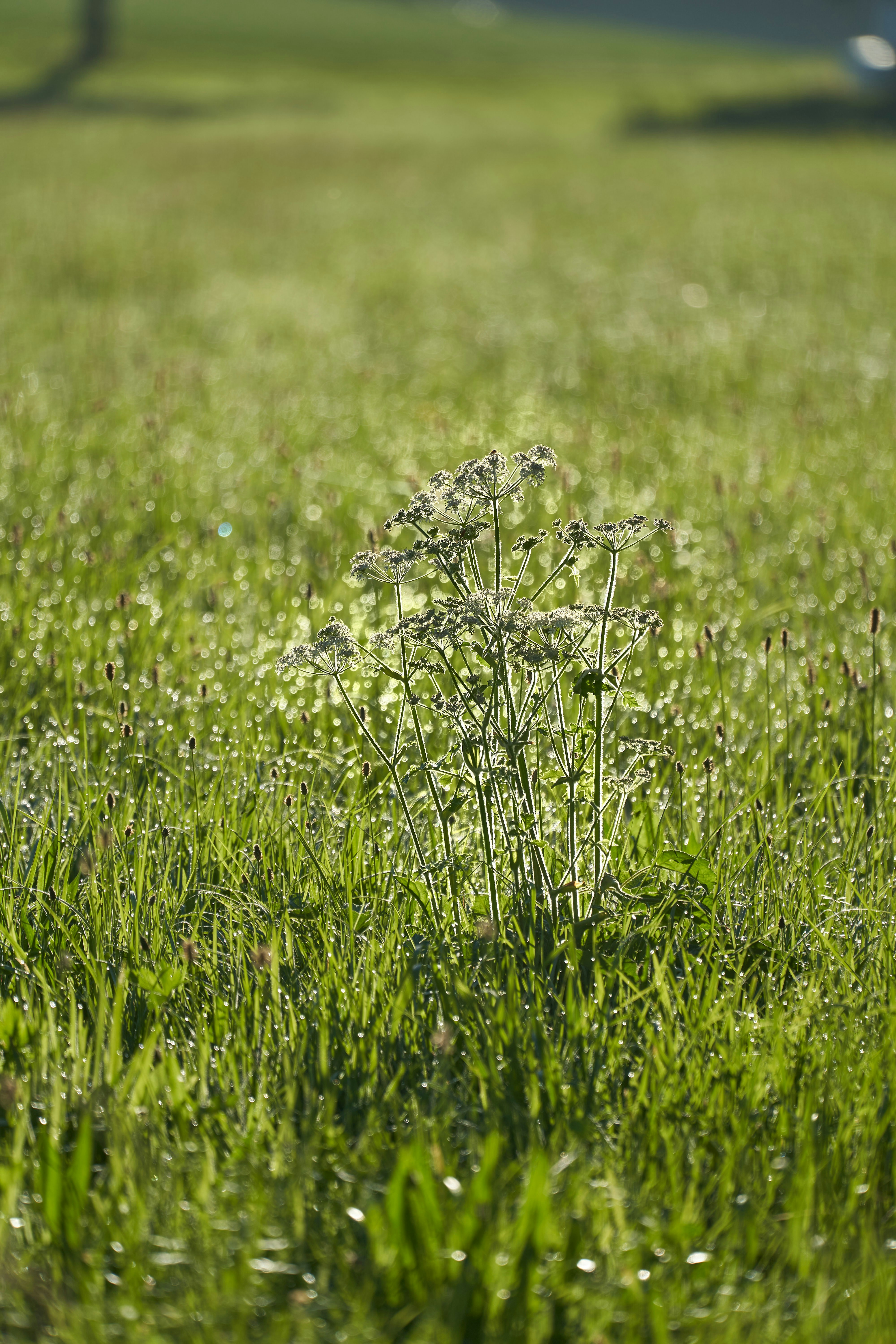 Photo by wolfgang_hasselmann