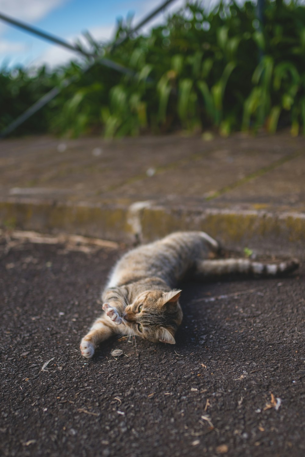 gato marrom tabby deitado no chão