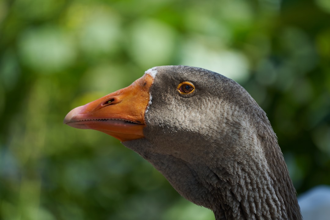 grey duck in close up photography