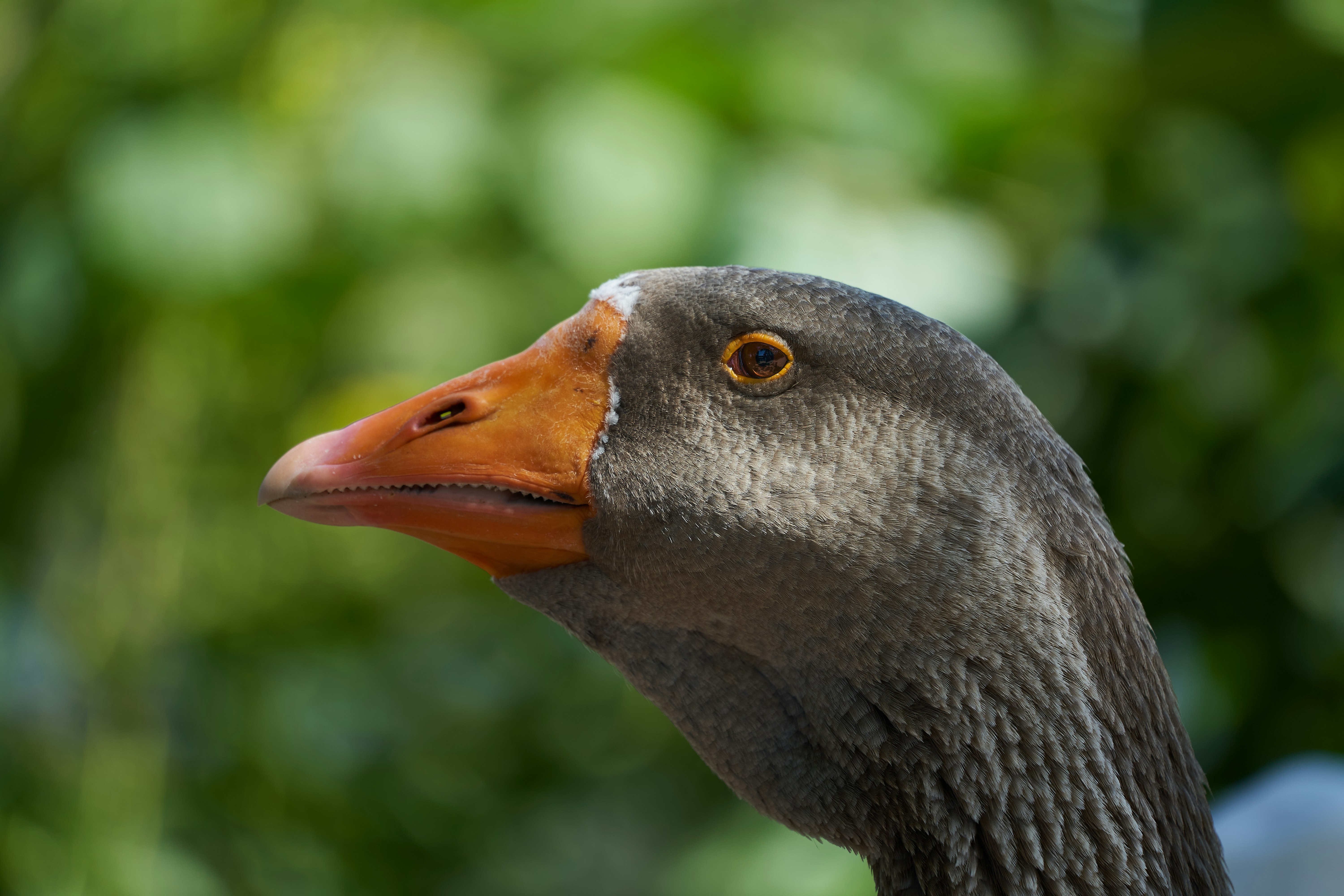 grey duck in close up photography