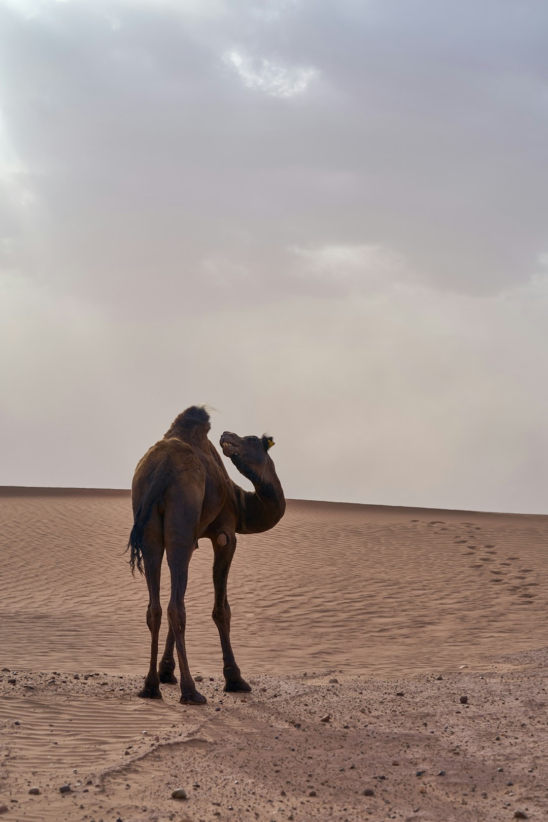 brown camel on brown sand during daytime