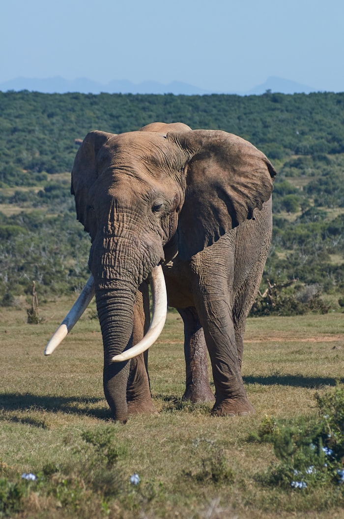 African elephant standing in the wild