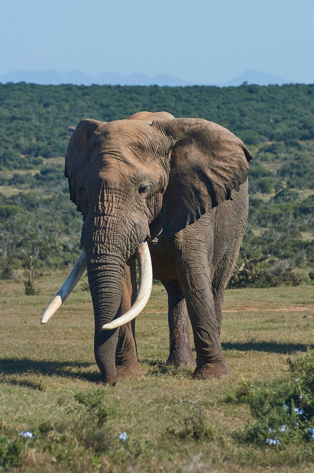 Elefante marrone sul campo di erba verde durante il giorno