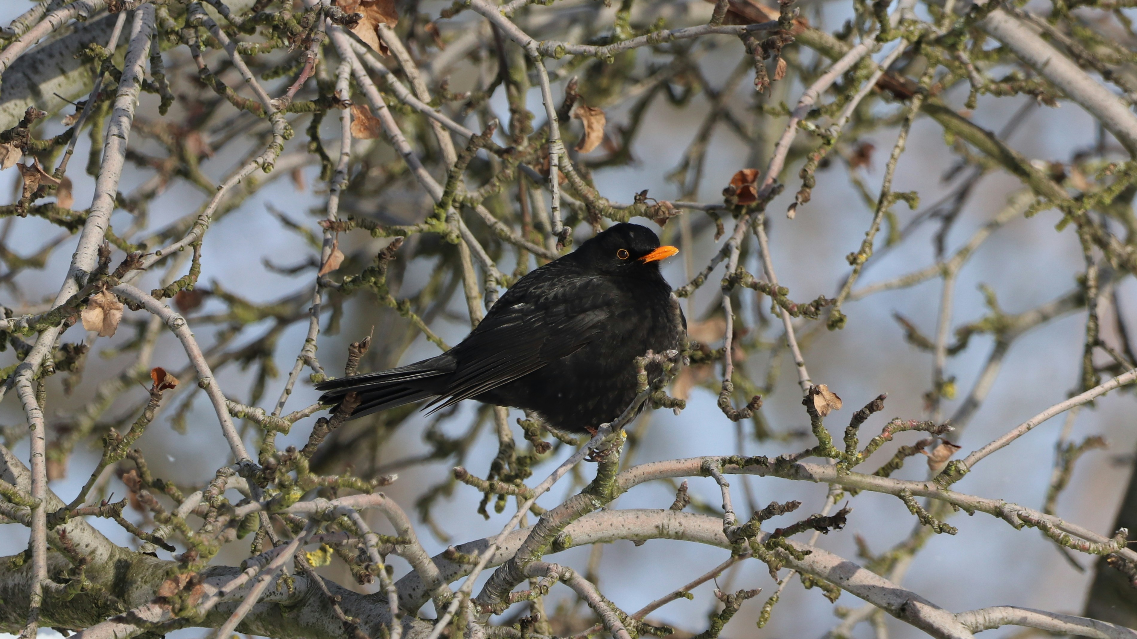 Photo by limosa