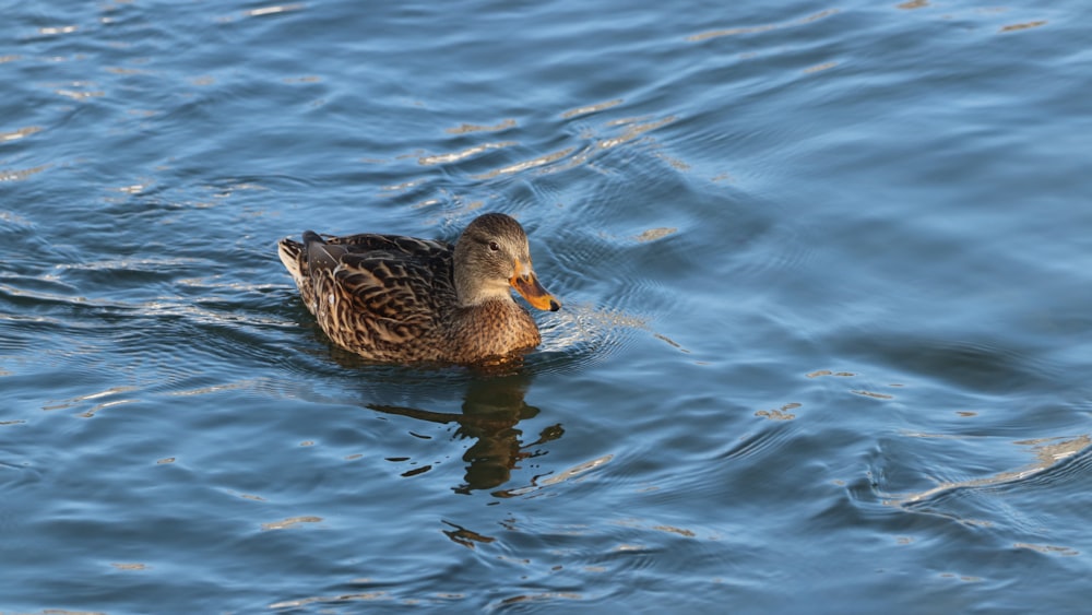 brown duck on water during daytime