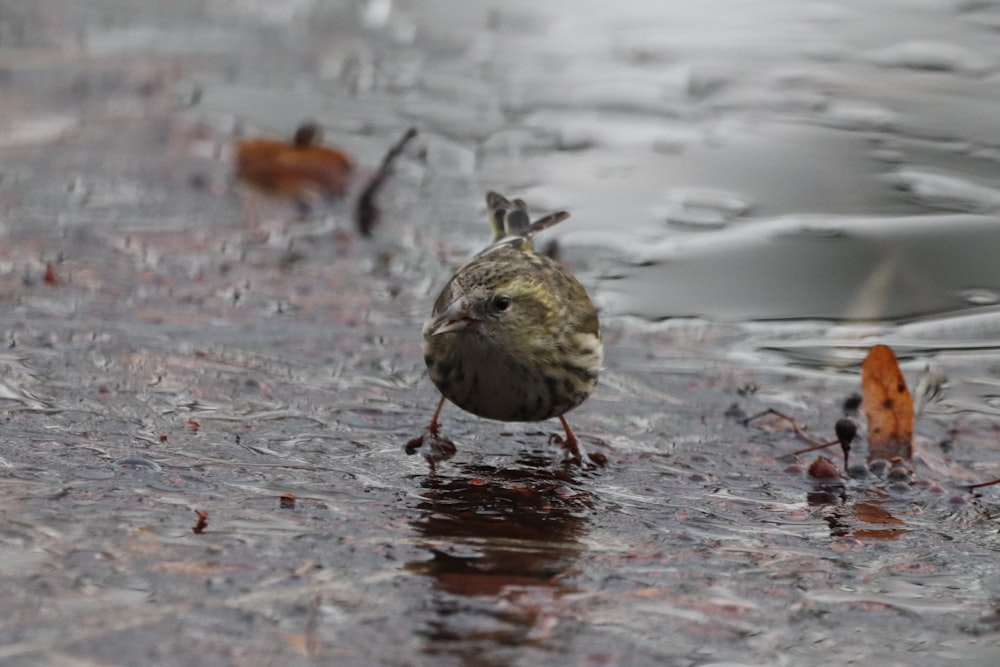 pájaro marrón en suelo mojado