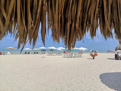 people on beach during daytime