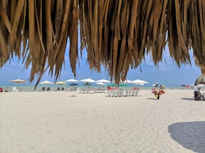 people on beach during daytime